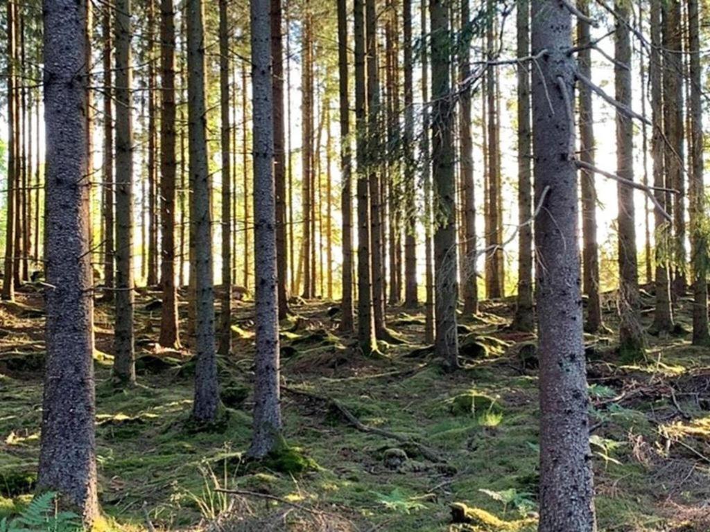 En Lantlig Idyll Med Skogen Precis Utanfoer Doerren! Villa Ullared Bagian luar foto